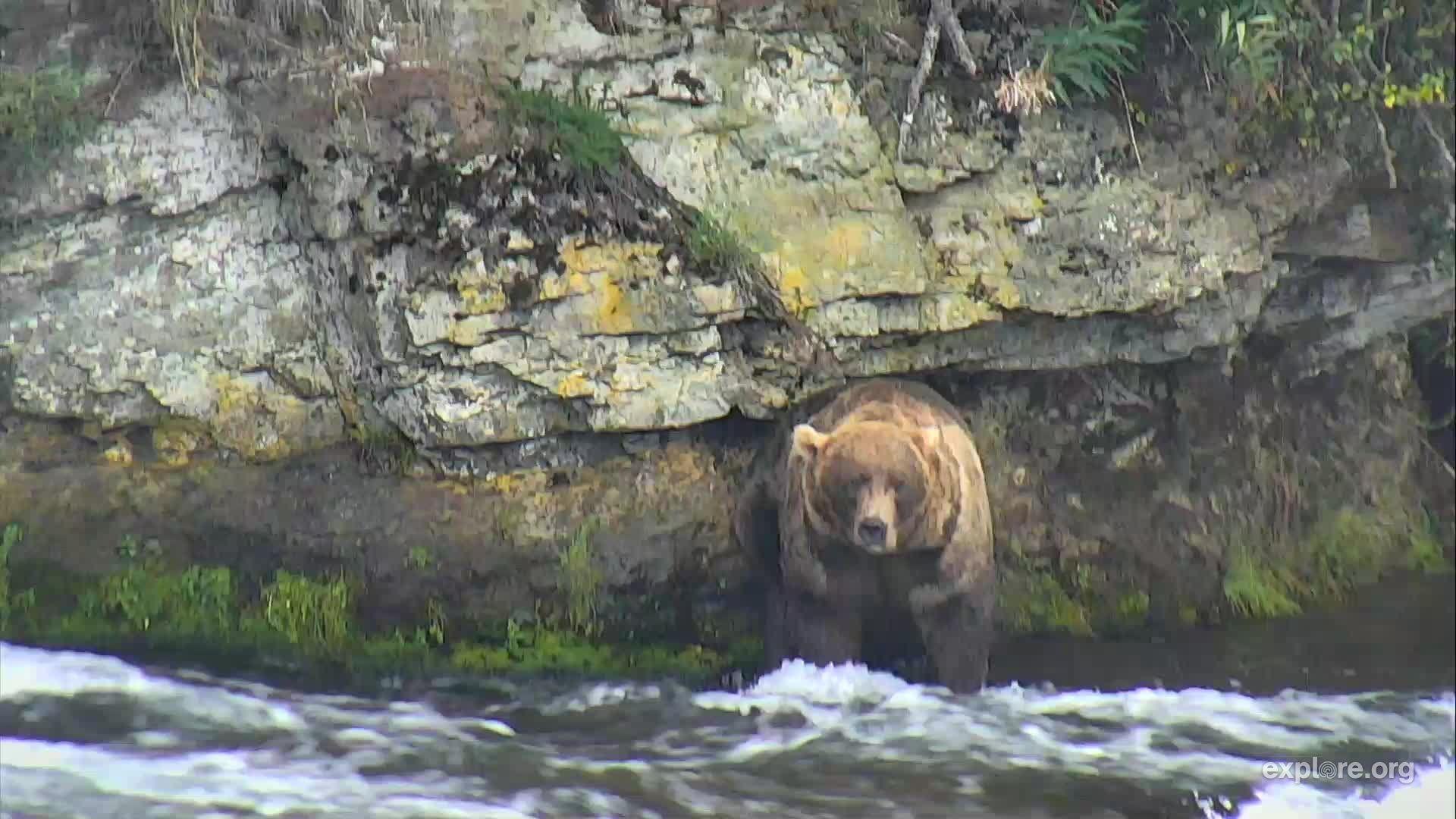 I'm watching #bearcam on explore.org, streaming live from Katmai