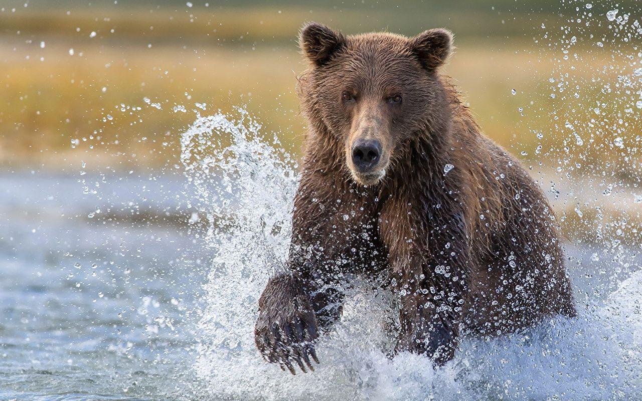 Wallpaper Brown Bears Bears Katmai National Park Spray Animals
