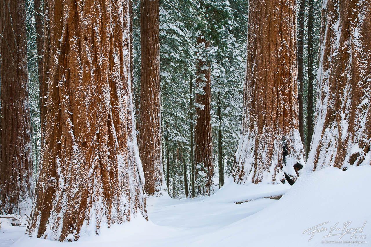 Winter Wonder Woods, King's Canyon NP, CA, Art in Nature Photography