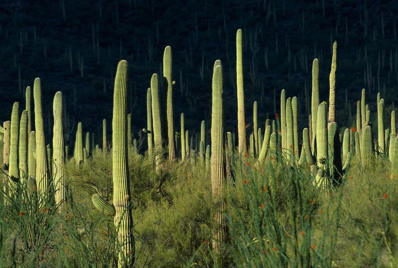 Saguaro Tag wallpaper: Prickly Saguaro Green Cactus Desert Storm