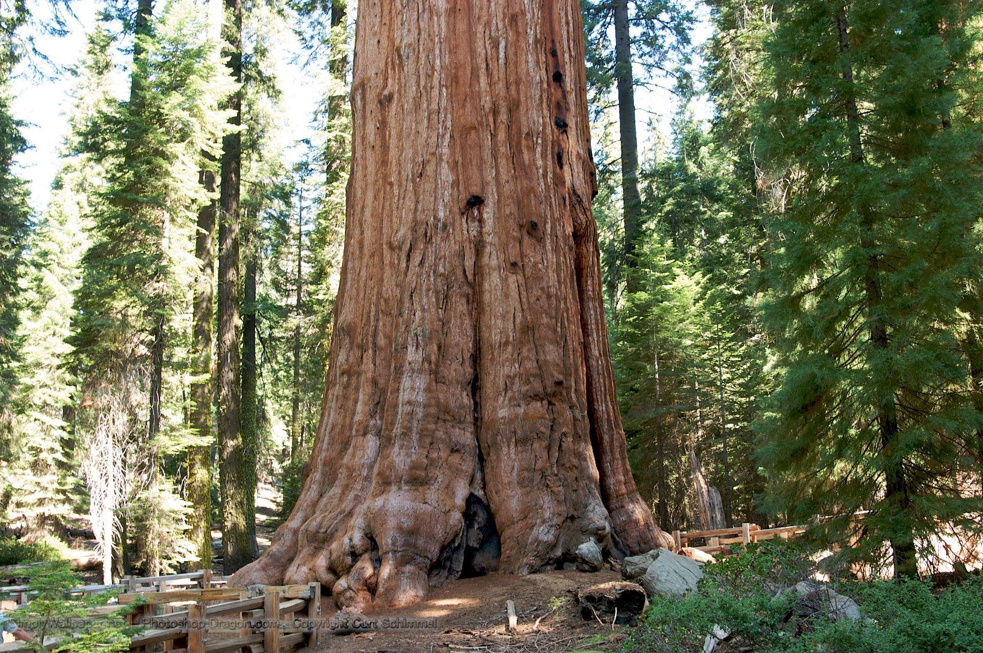 General Sherman Tree in Sequoia National Park Desktop Wallpaper
