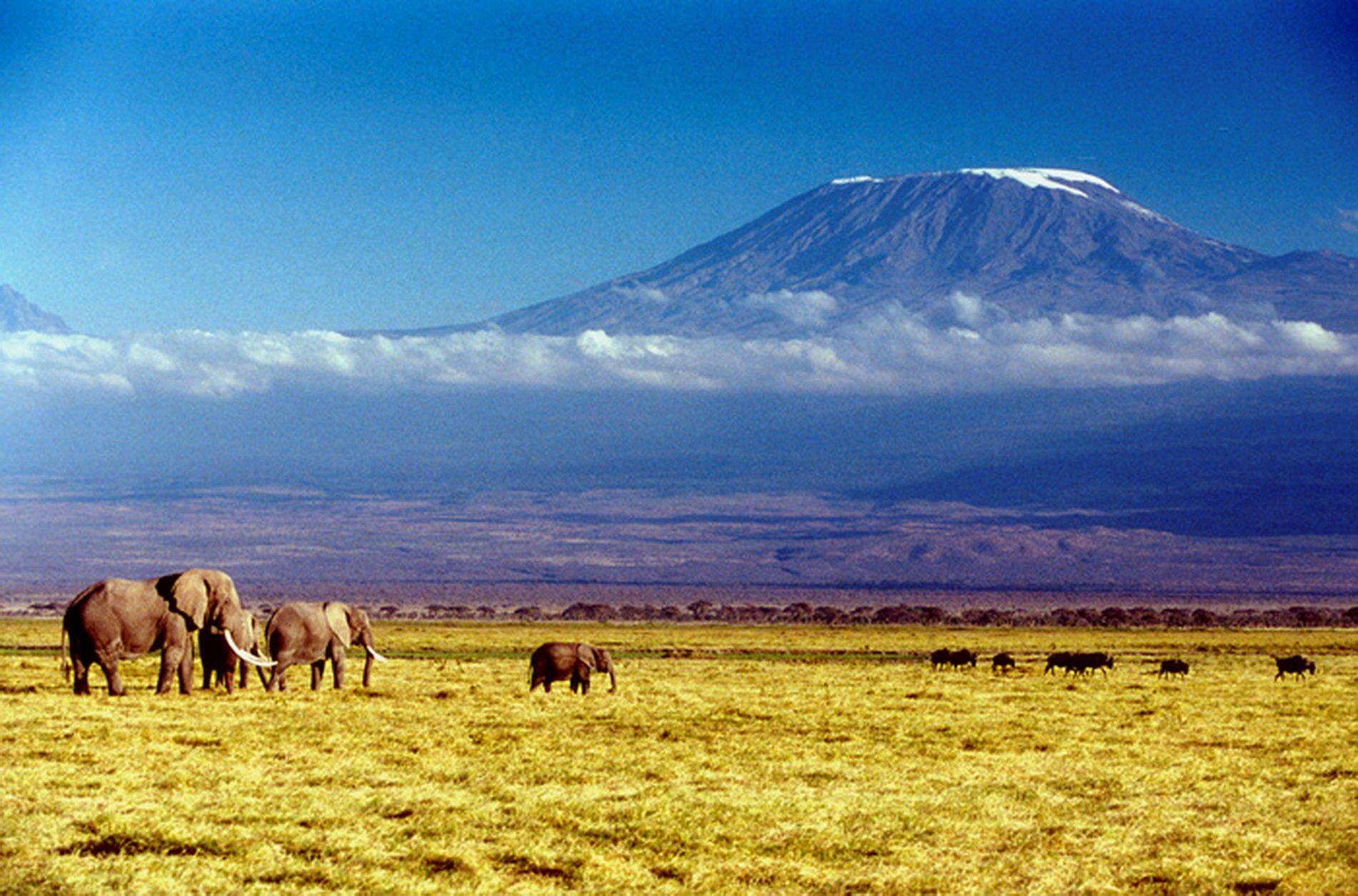 Kilimanjaro Wallpaper, Amazing 43 Wallpaper of Kilimanjaro, Top