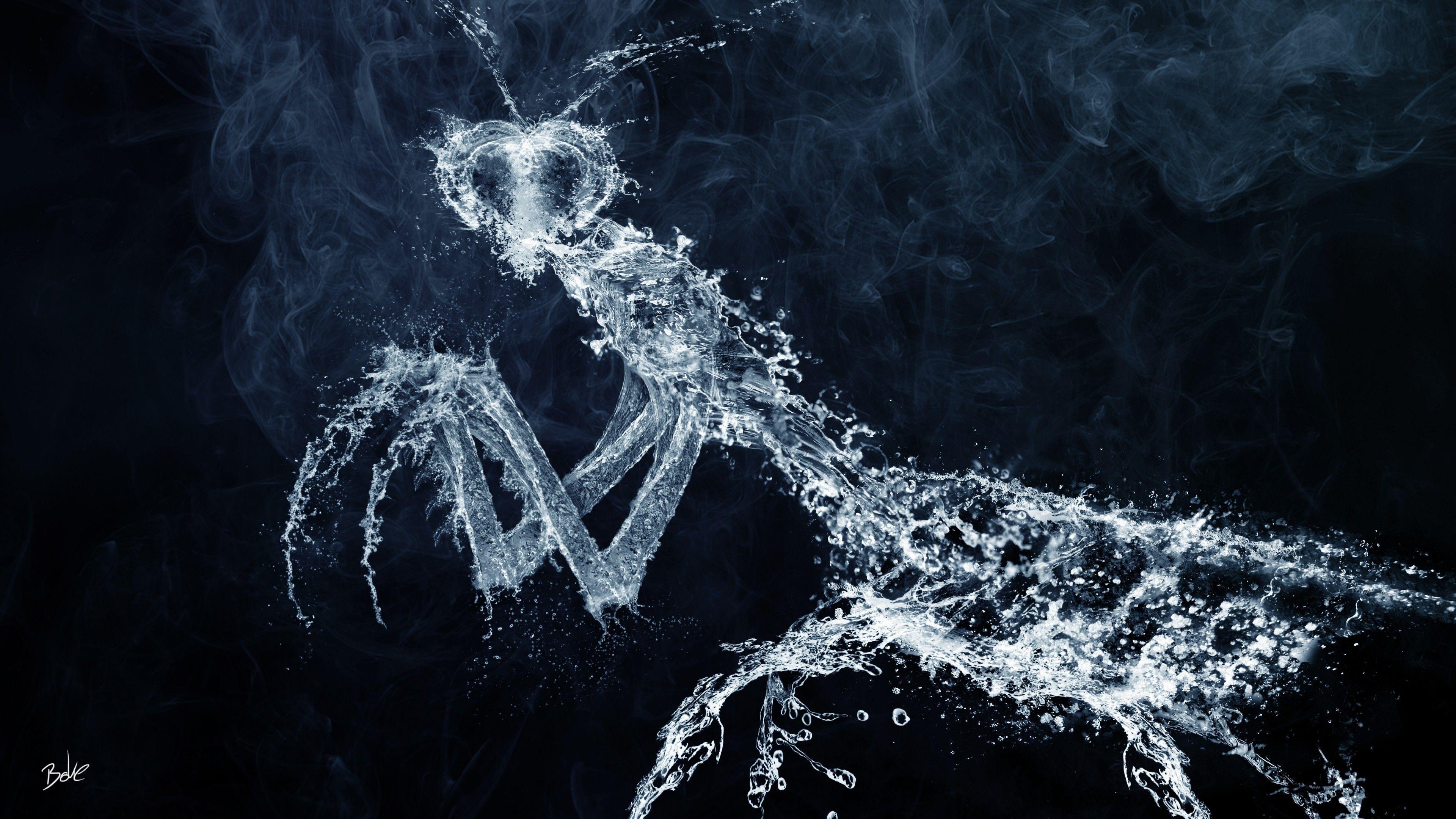 The figure of a praying mantis from the water wallpaper and image