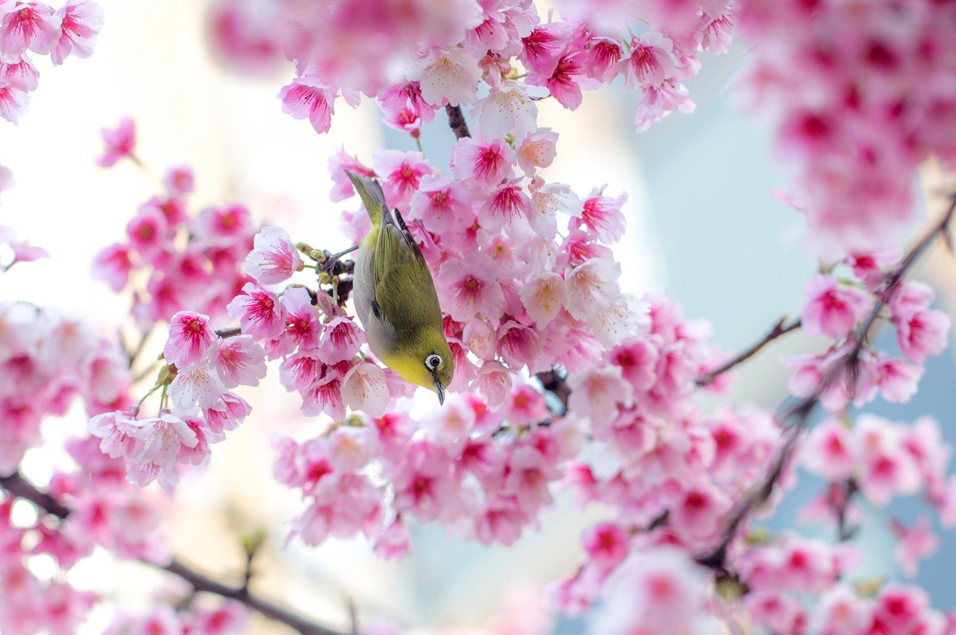 HD Cherry Blossom Wallpaper for Desktop