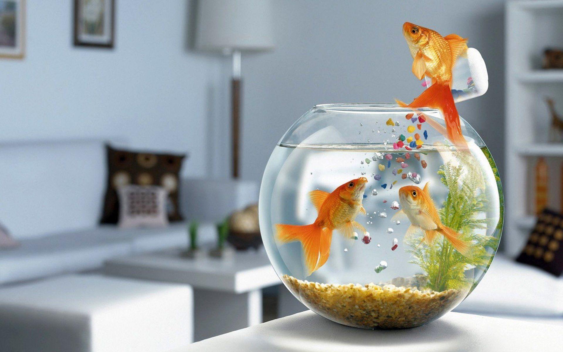 Goldfish getting their own food HD Wallpaper. Background Image