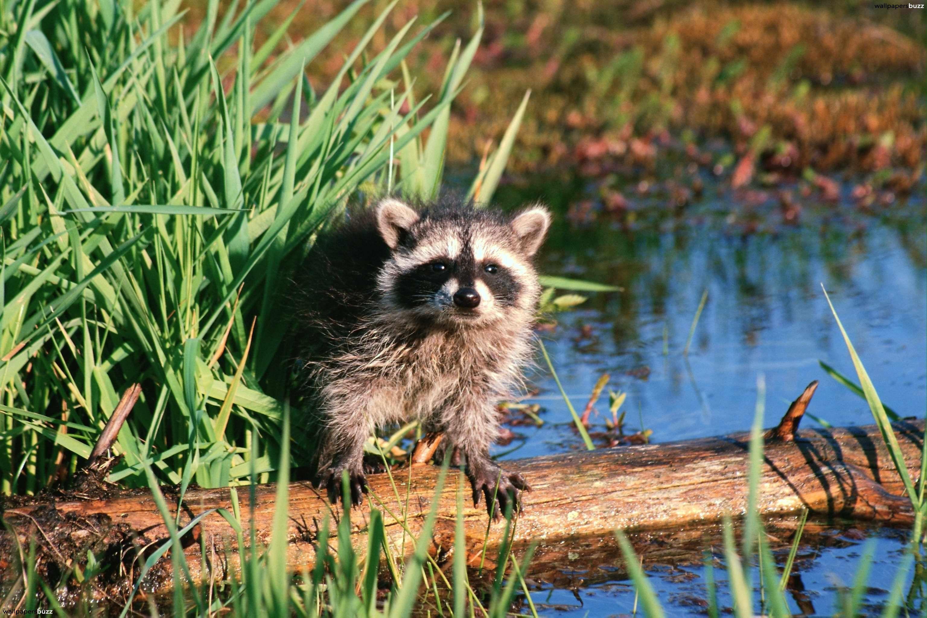 Cute raccoon in the grass HD Wallpaper