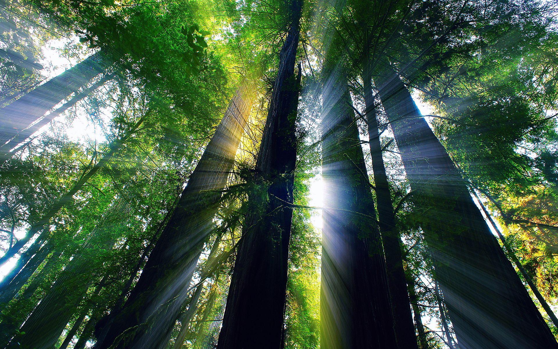 Redwood Forest California National Park Wallpaper