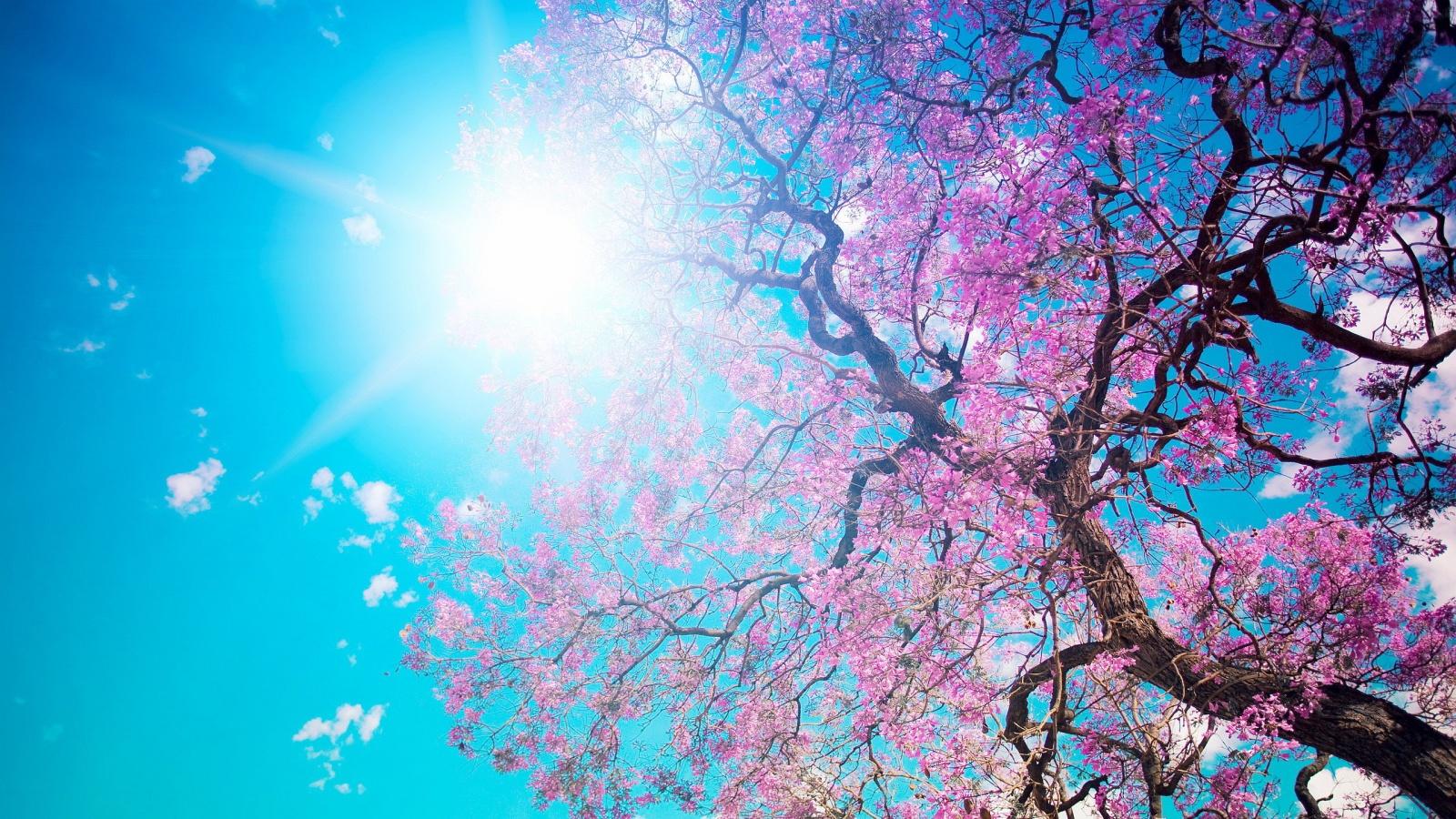 Spring Blossom Sunshine Wallpaper In 1600X900