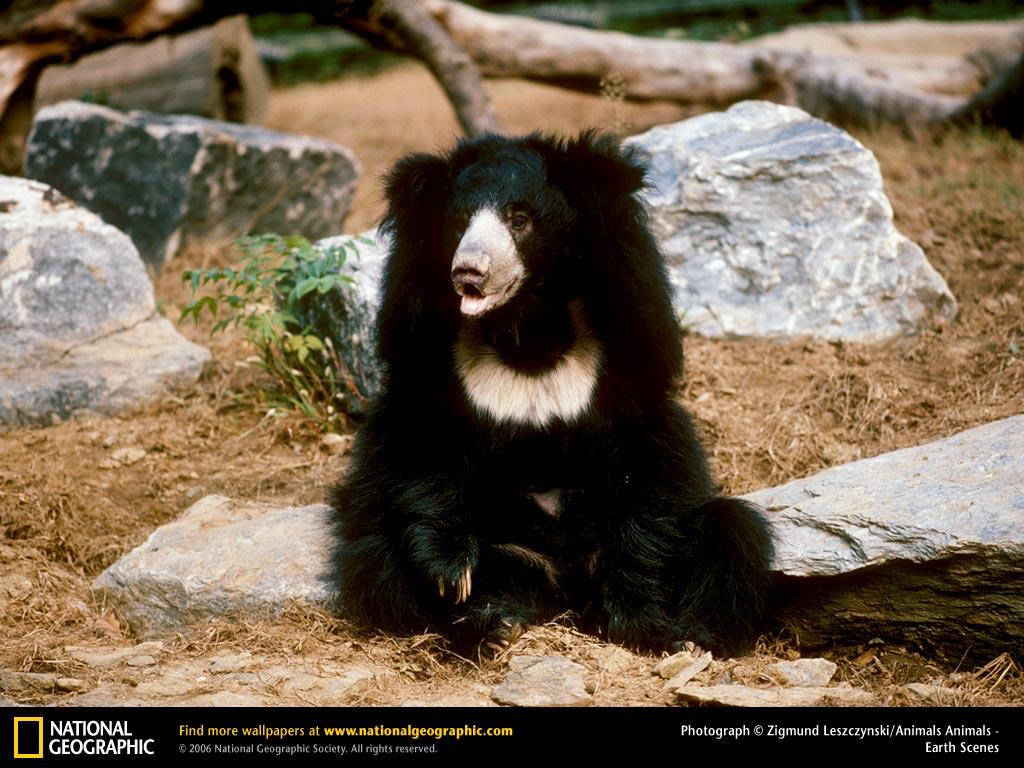 Sloth Bear Wallpaper