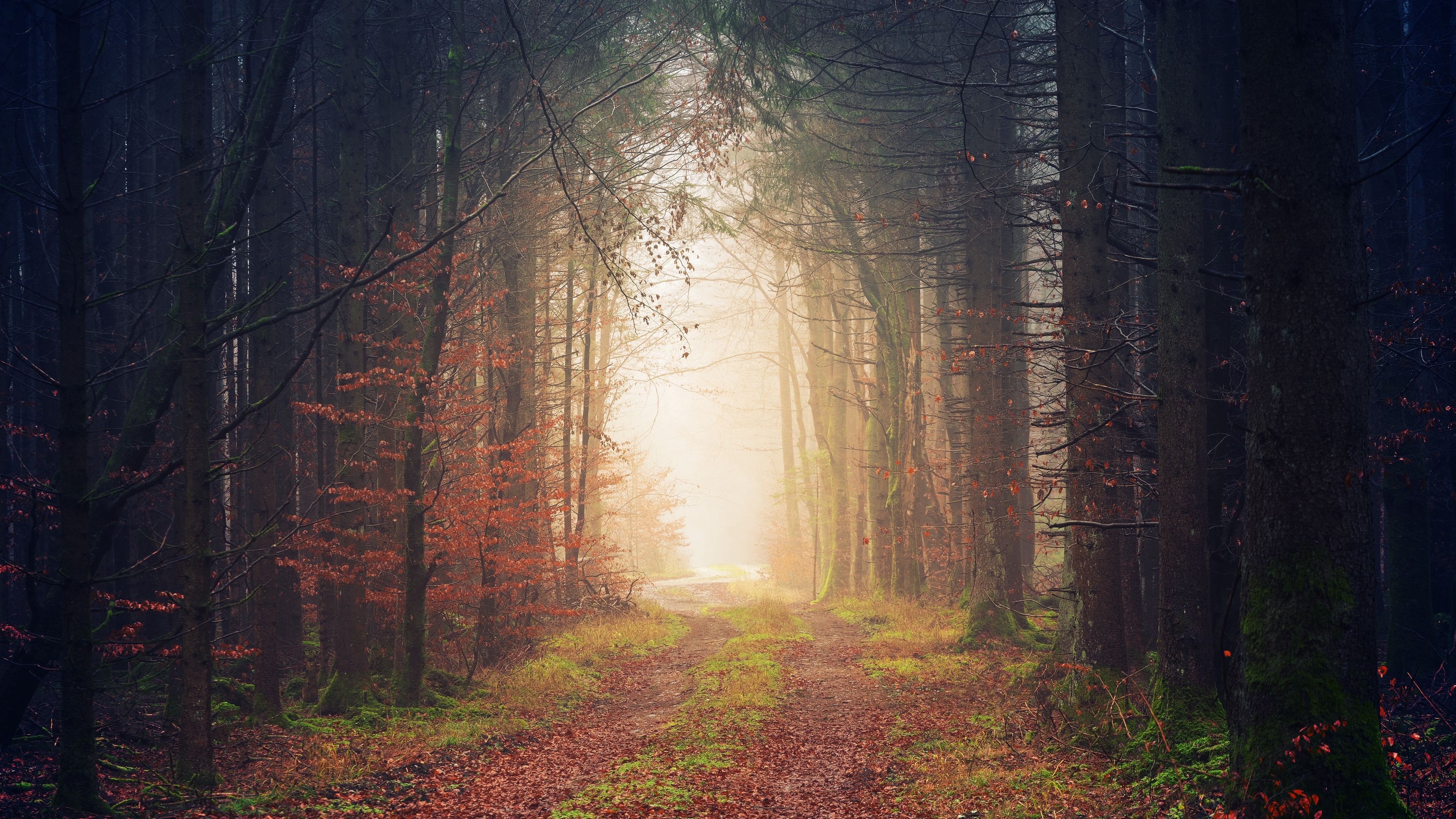 Download wallpaper 3840x2160 autumn, trees, fog, path, foliage 4k