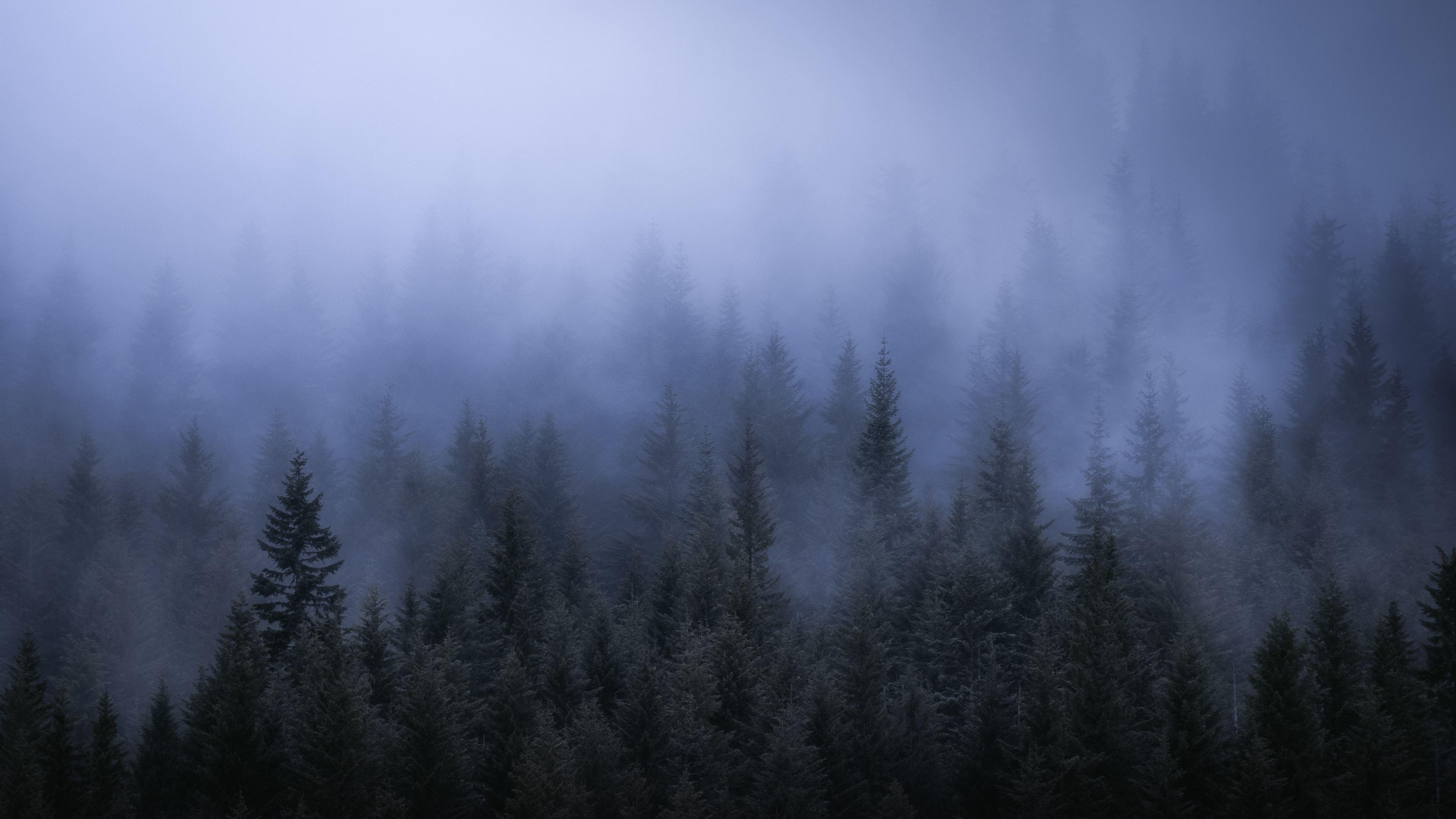 Wallpaper 4k Fog Dark Forest Tress Landscape 5k 4k Wallpaper, 5k