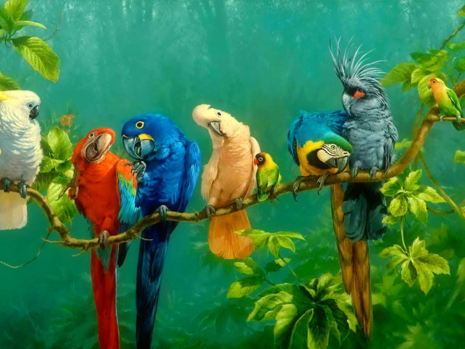 Parrot Wallpaper 5 X 1440