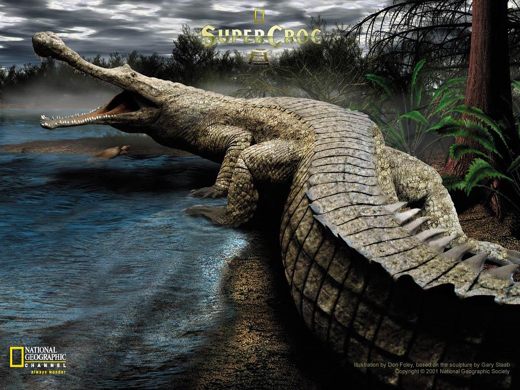 Crocodile Wallpaper and background