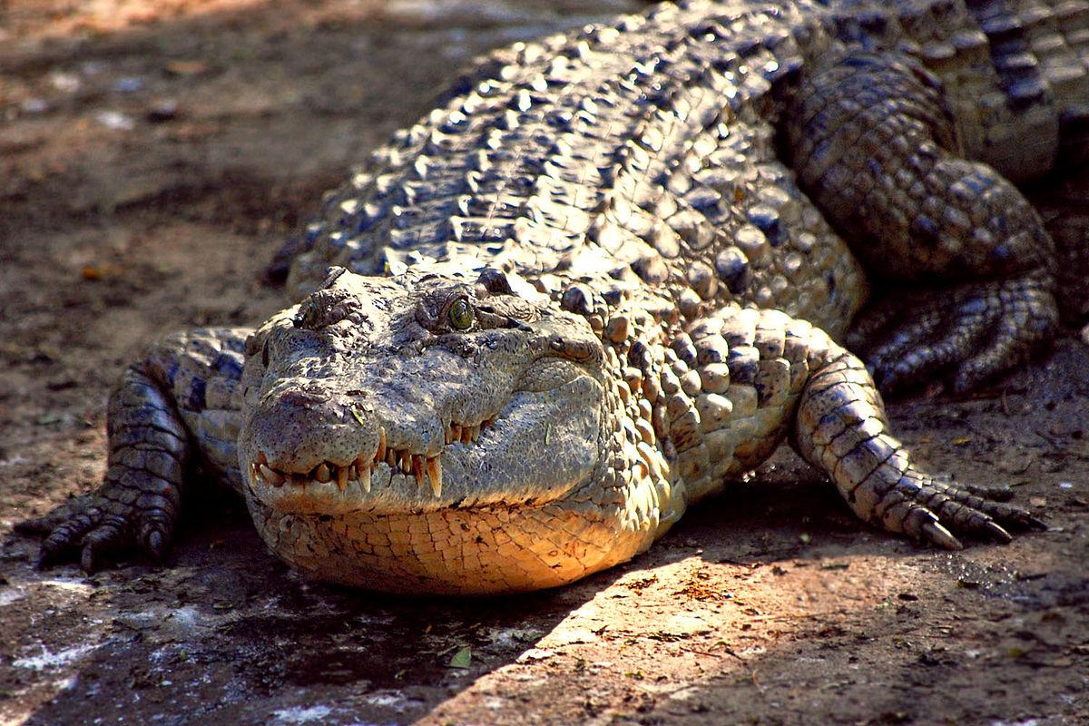Alligator Reptile HD Photo Wallpaper Download