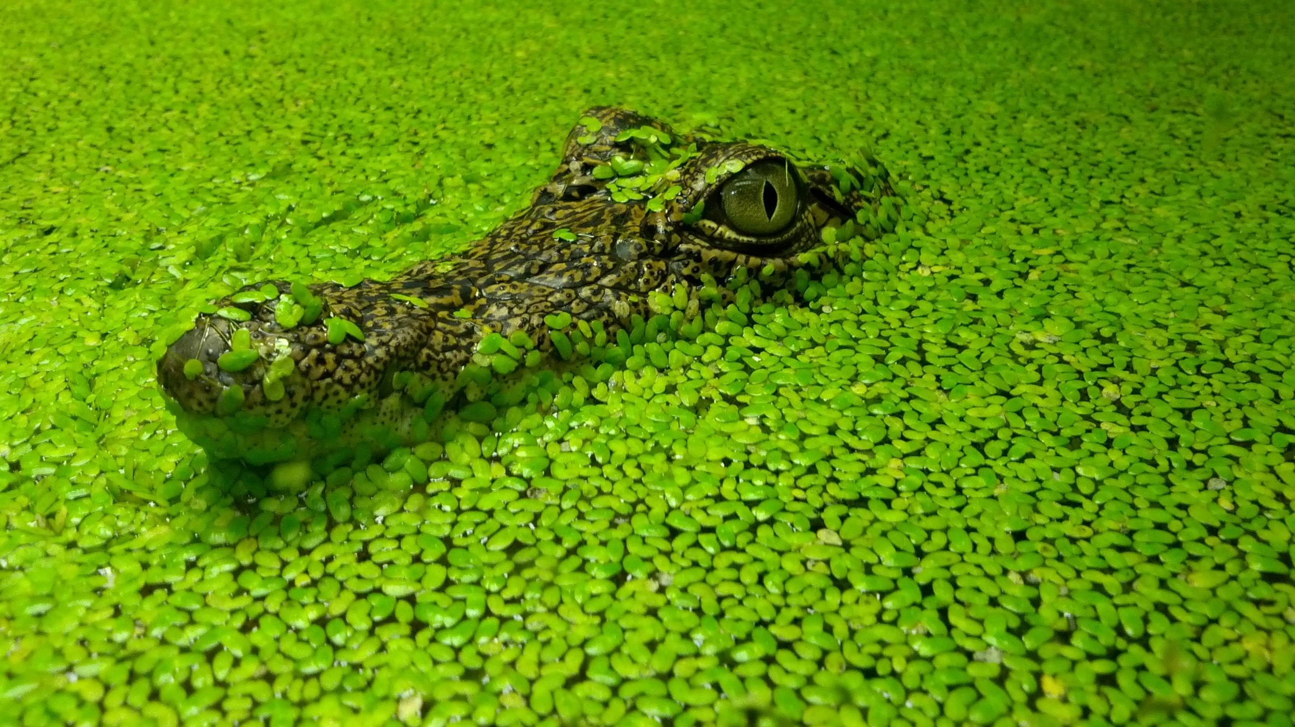 Green Crocodile Wallpaperx1455