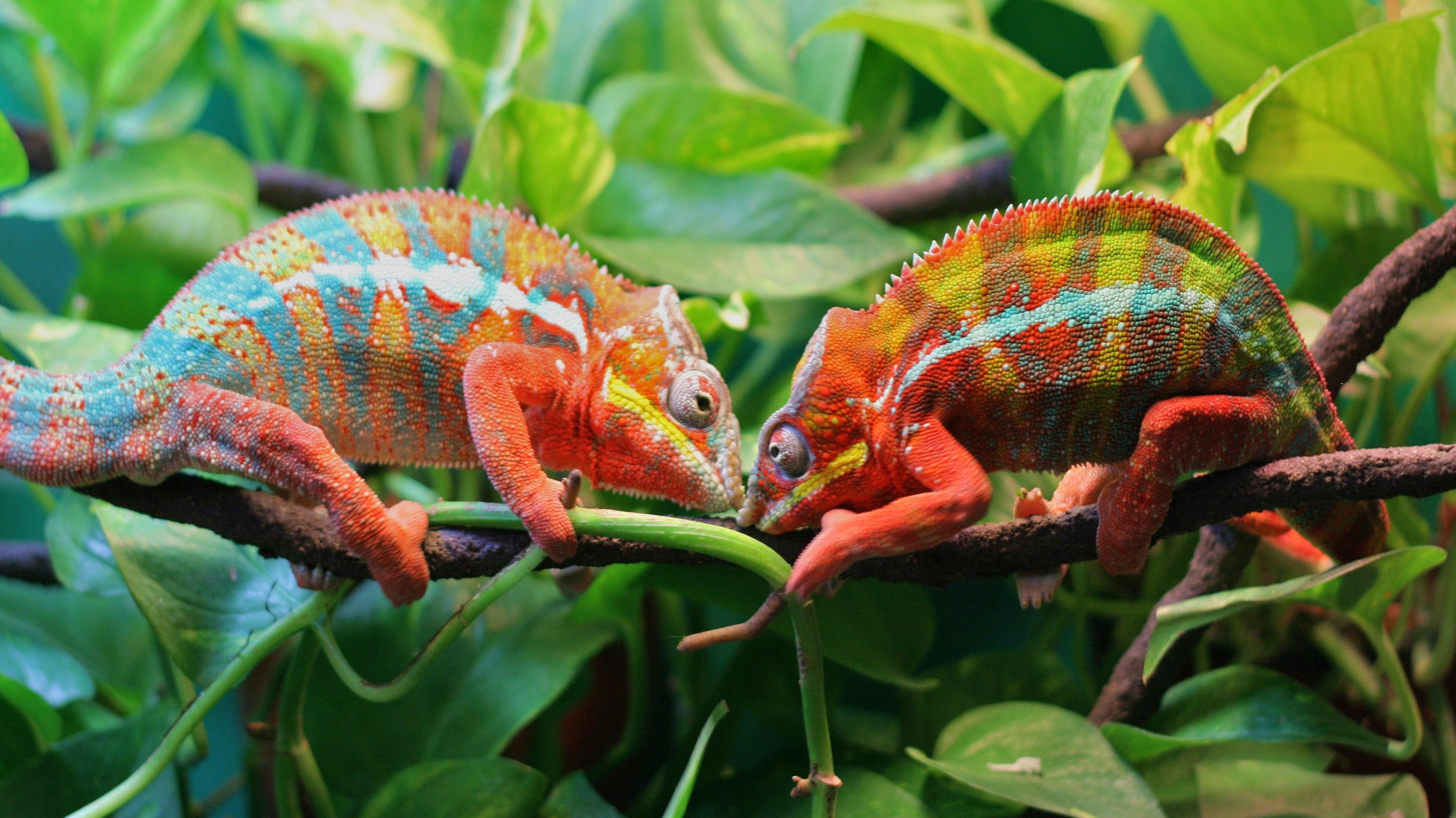 Two Chameleons On A Tree 4K UltraHD Wallpaper. Wallpaper Studio 10