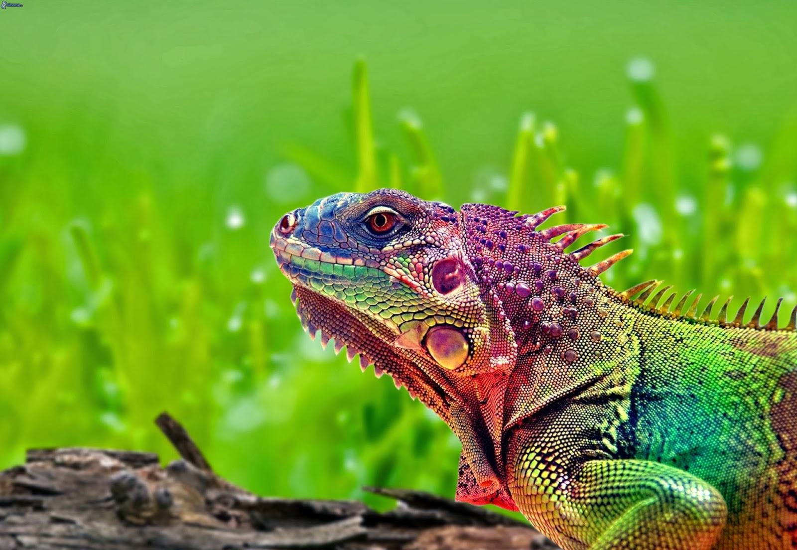 Picture Of Colorful Chameleon Wallpaper #rock Cafe