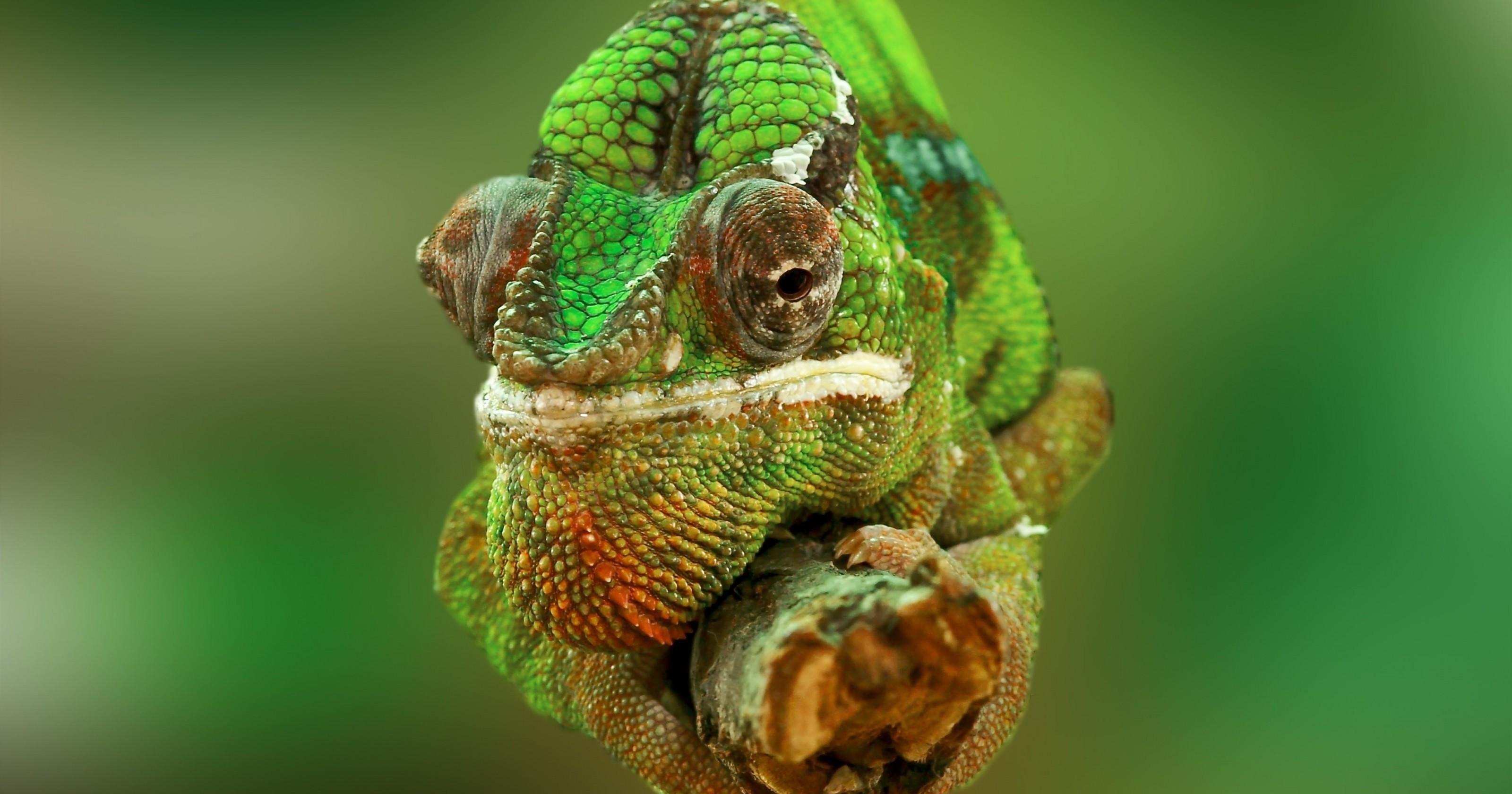 Download 3200x1680 Chameleon, Close Up, Green, Reptiles Wallpaper