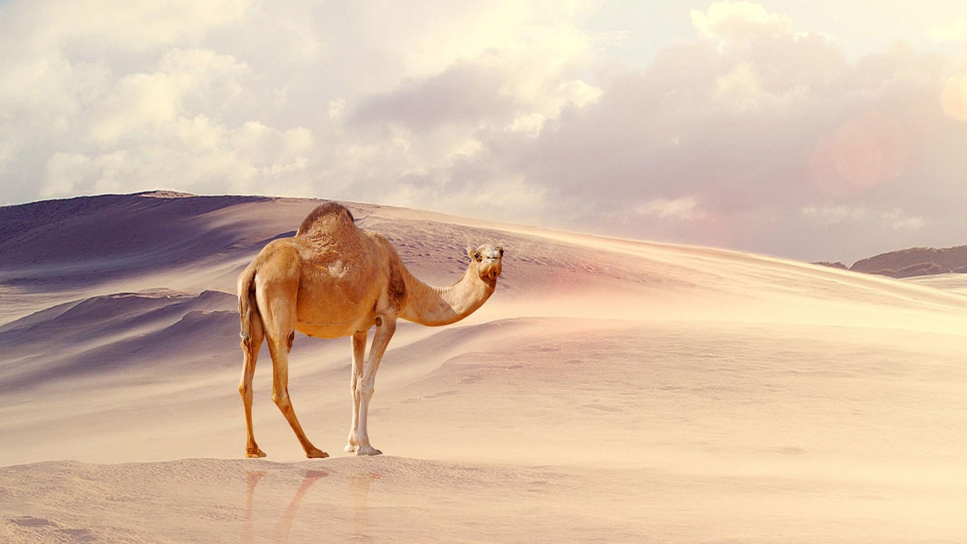 Camel Wallpaper HD Background, Image, Pics, Photo Free Download