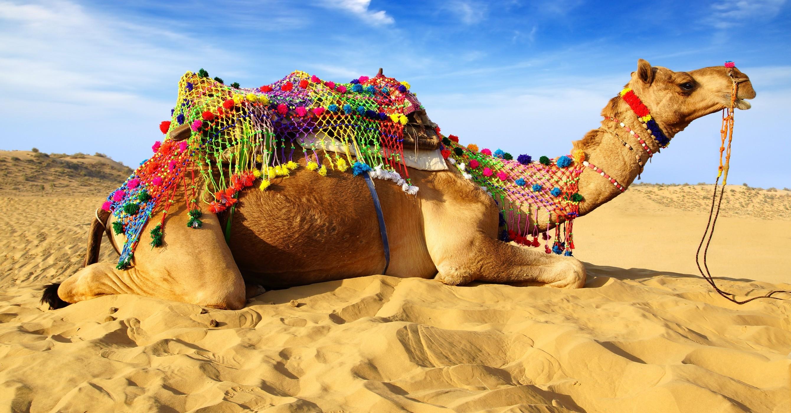 Download 2680x1400 Camel, Desert, Lying Down, Sand Wallpaper