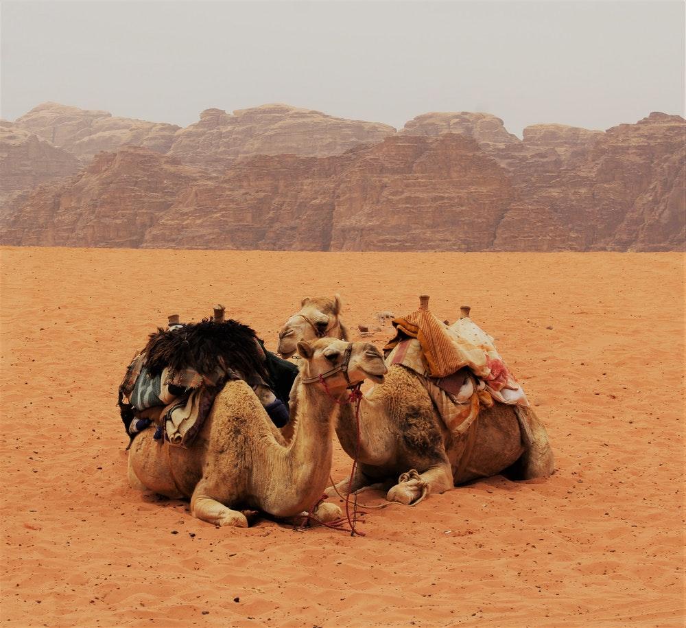 Camel Picture [HD]. Download Free Image