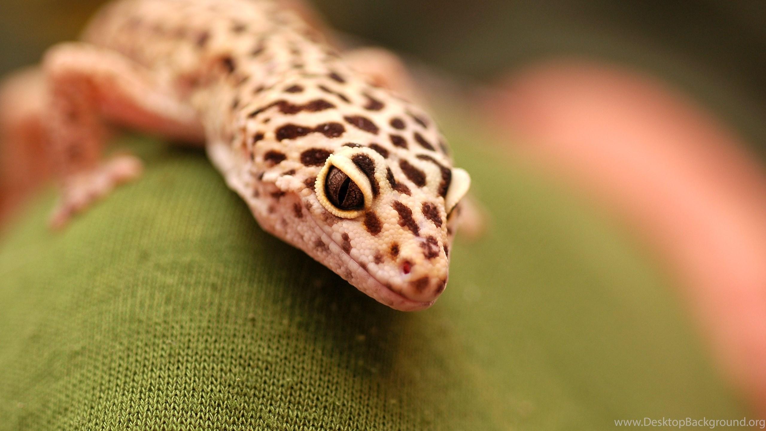 Inn Arts Photo for Leopard Gecko