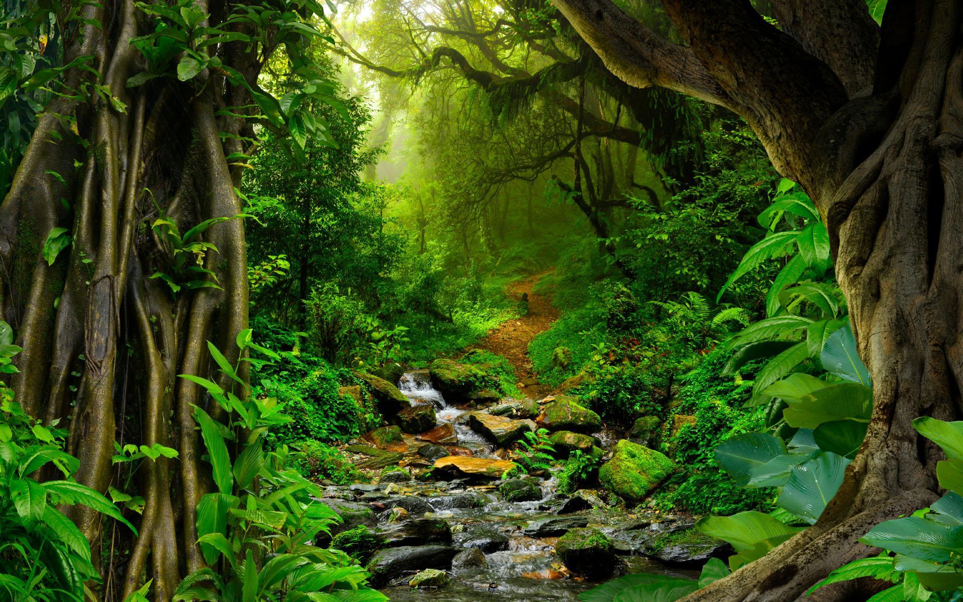 Amazon Rainforest Wallpaper , Download 4K Wallpaper For Free