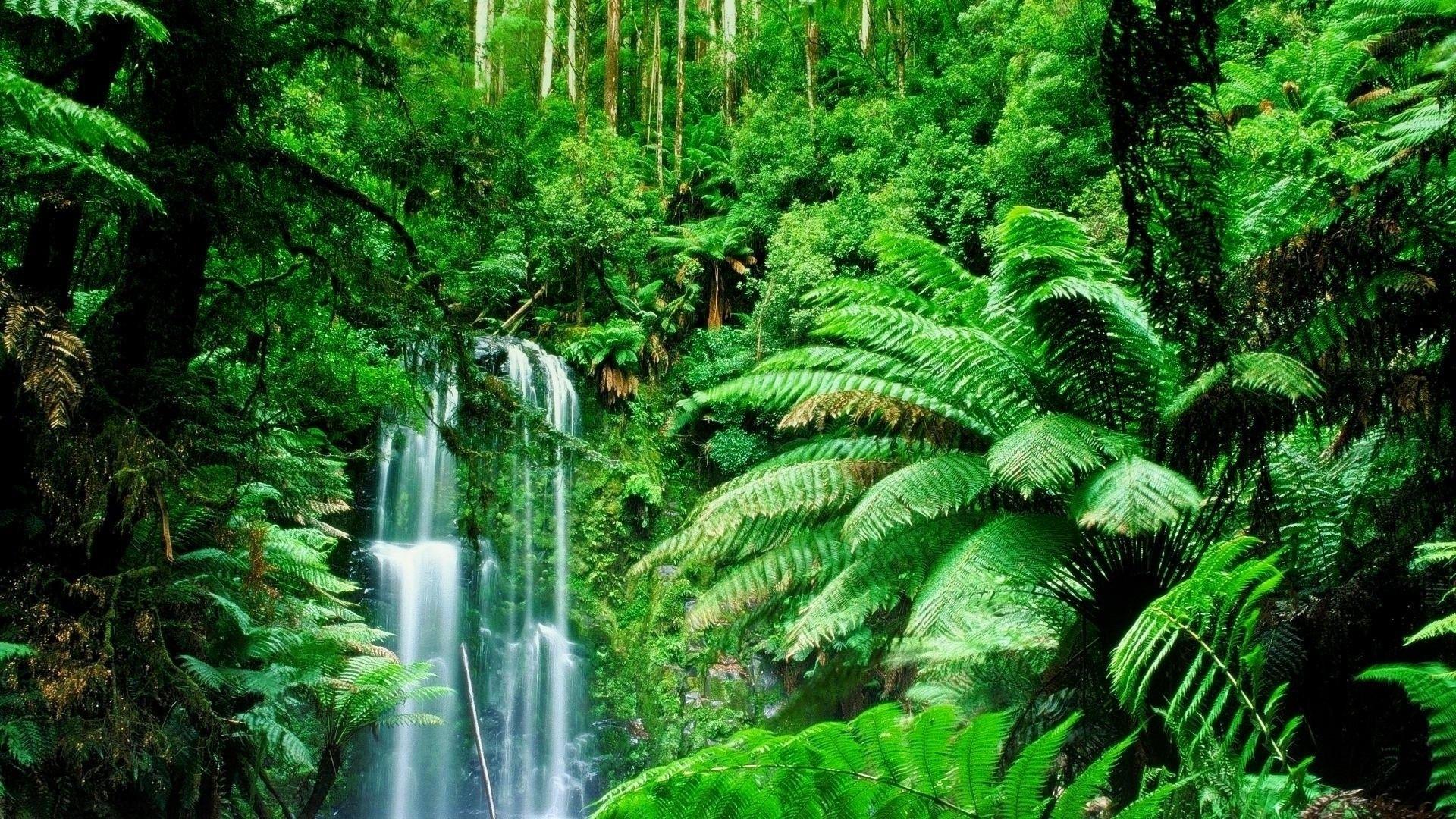 Amazon Rainforest, Feel the Rainfall of Leaves. Amazon. Rainforest