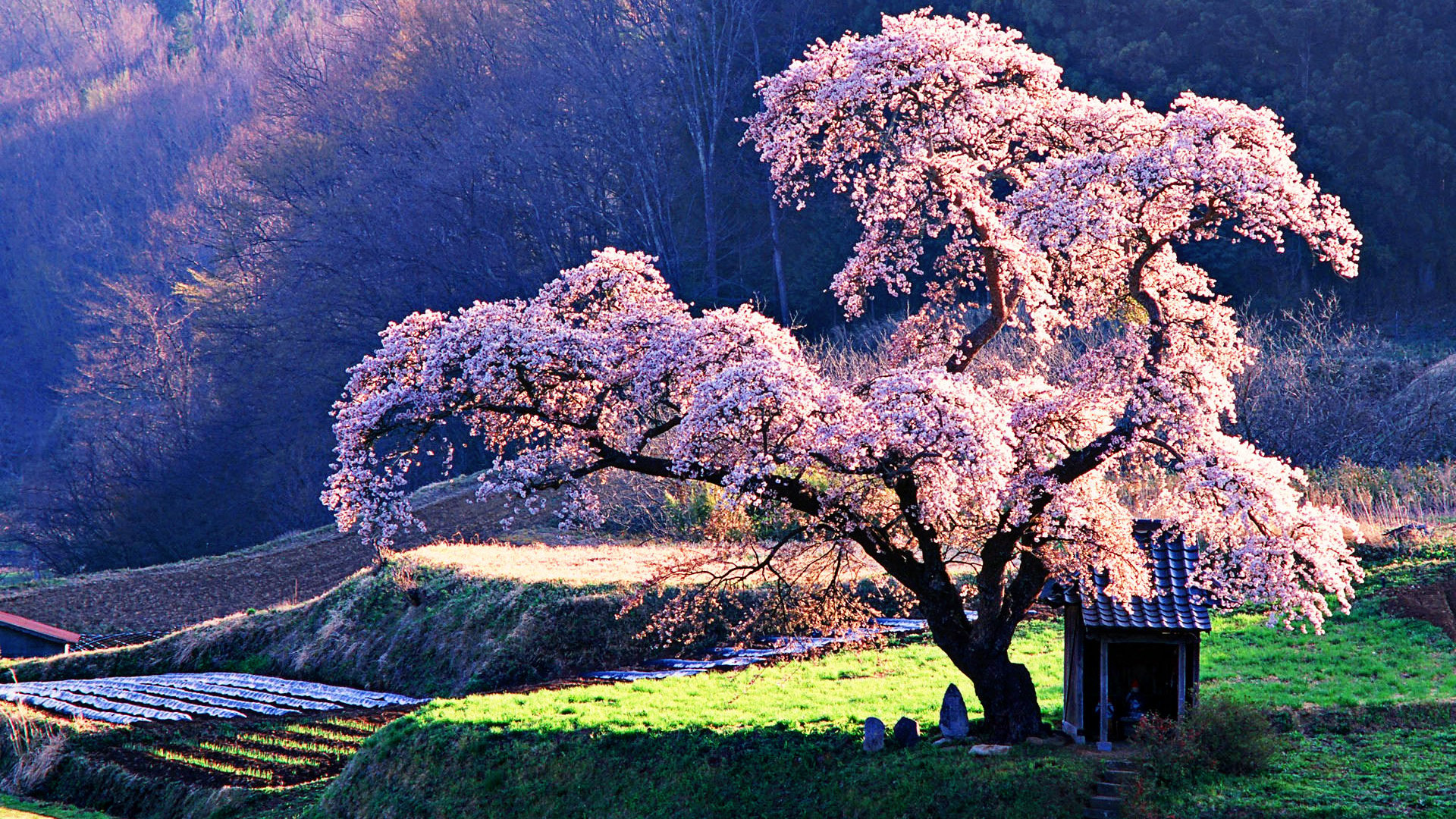 Download Cherry Blossom Wallpaper Wide #spwe4 aHuHaH.com