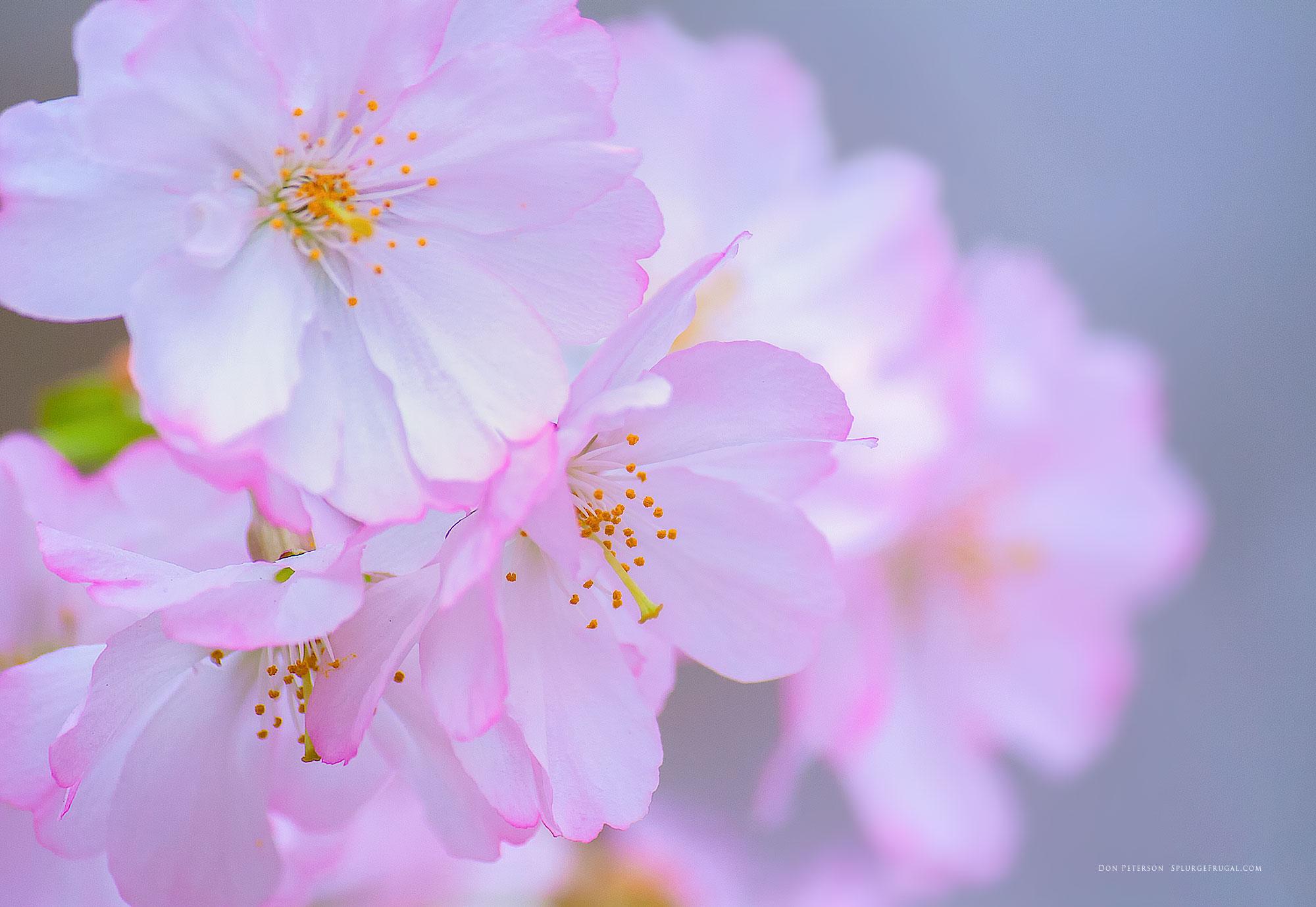 Free Cherry Blossom Wallpaper