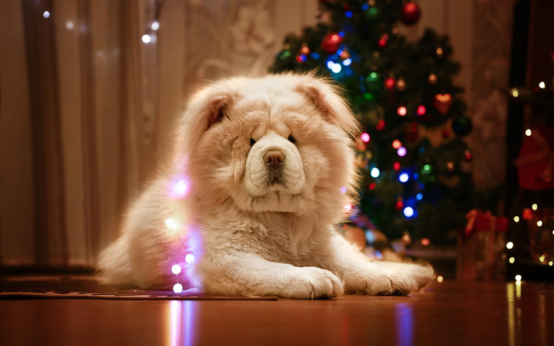 Image Chow Chow Dogs Christmas White Animals 1920x1200