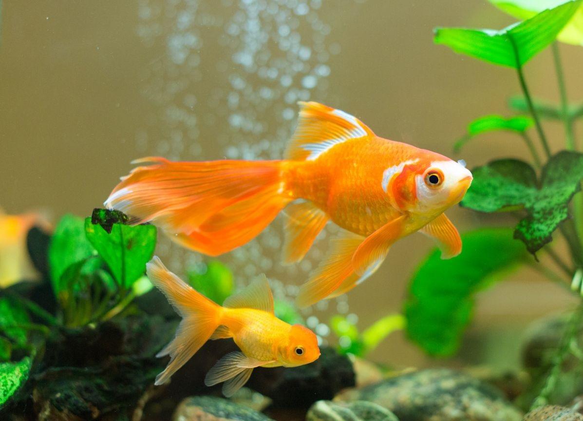 Goldfish Image Background HD Wallpaper
