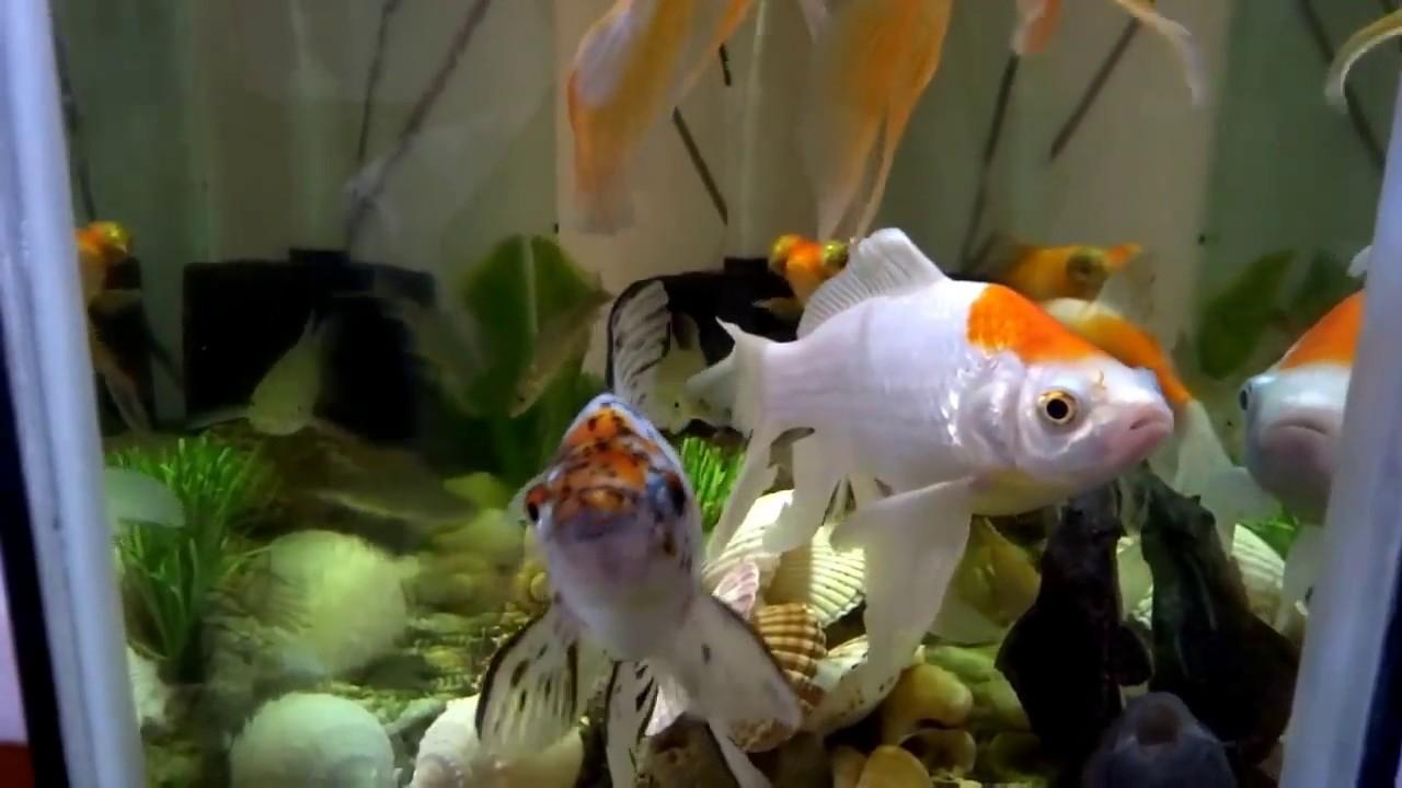 goldfish fish tank wallpaper HD for d full