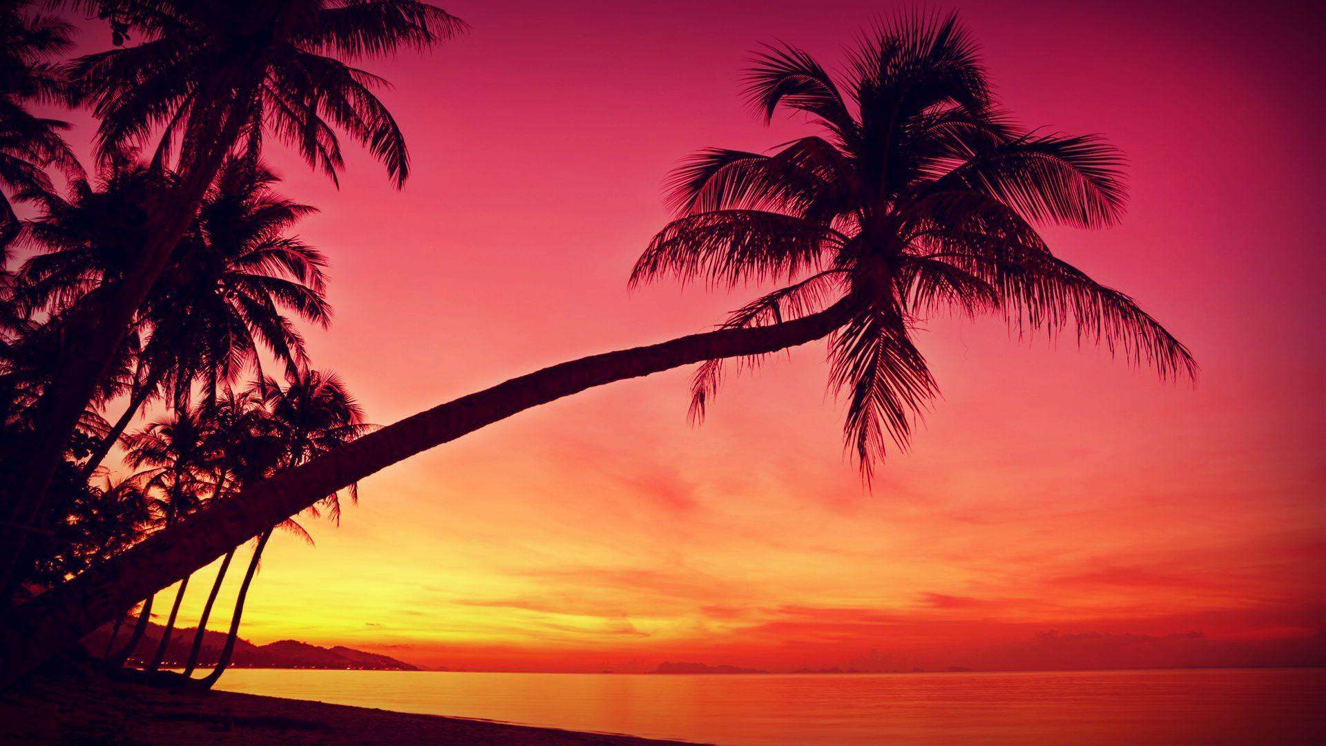 HD Tropical, Sunset, Palm Trees, Silhouette, Beach Wallpaper