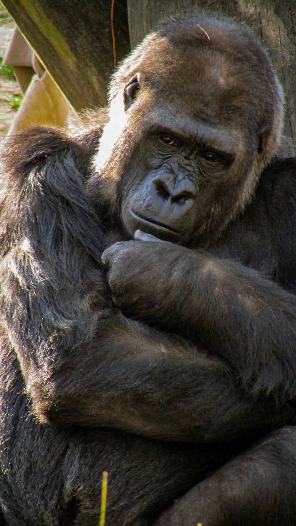 Gorilla Picture. Download Free Image