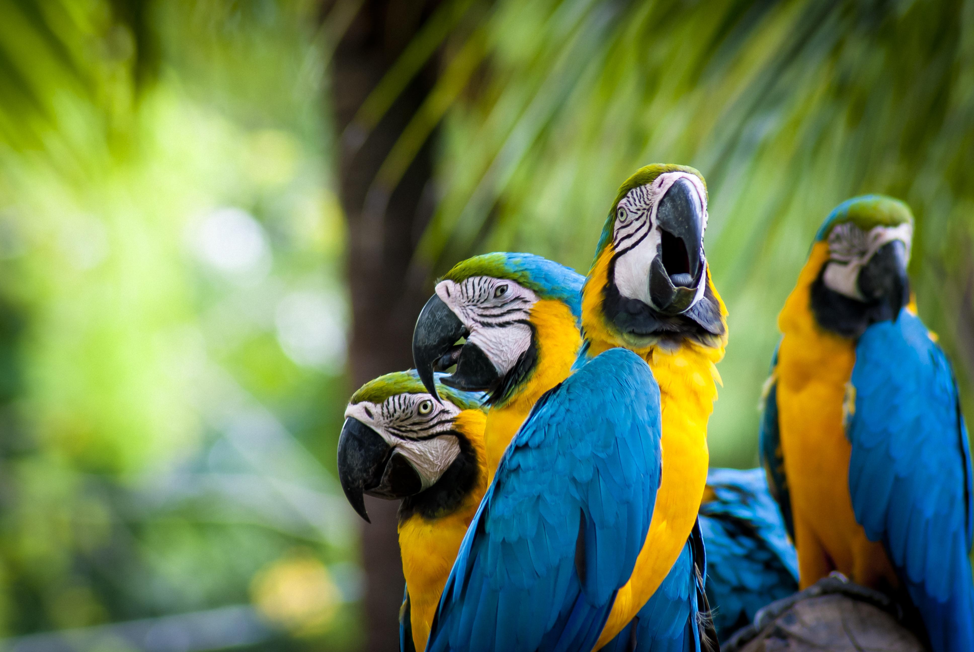 Blue And Yellow Macaw Wallpaper 3 X 2592