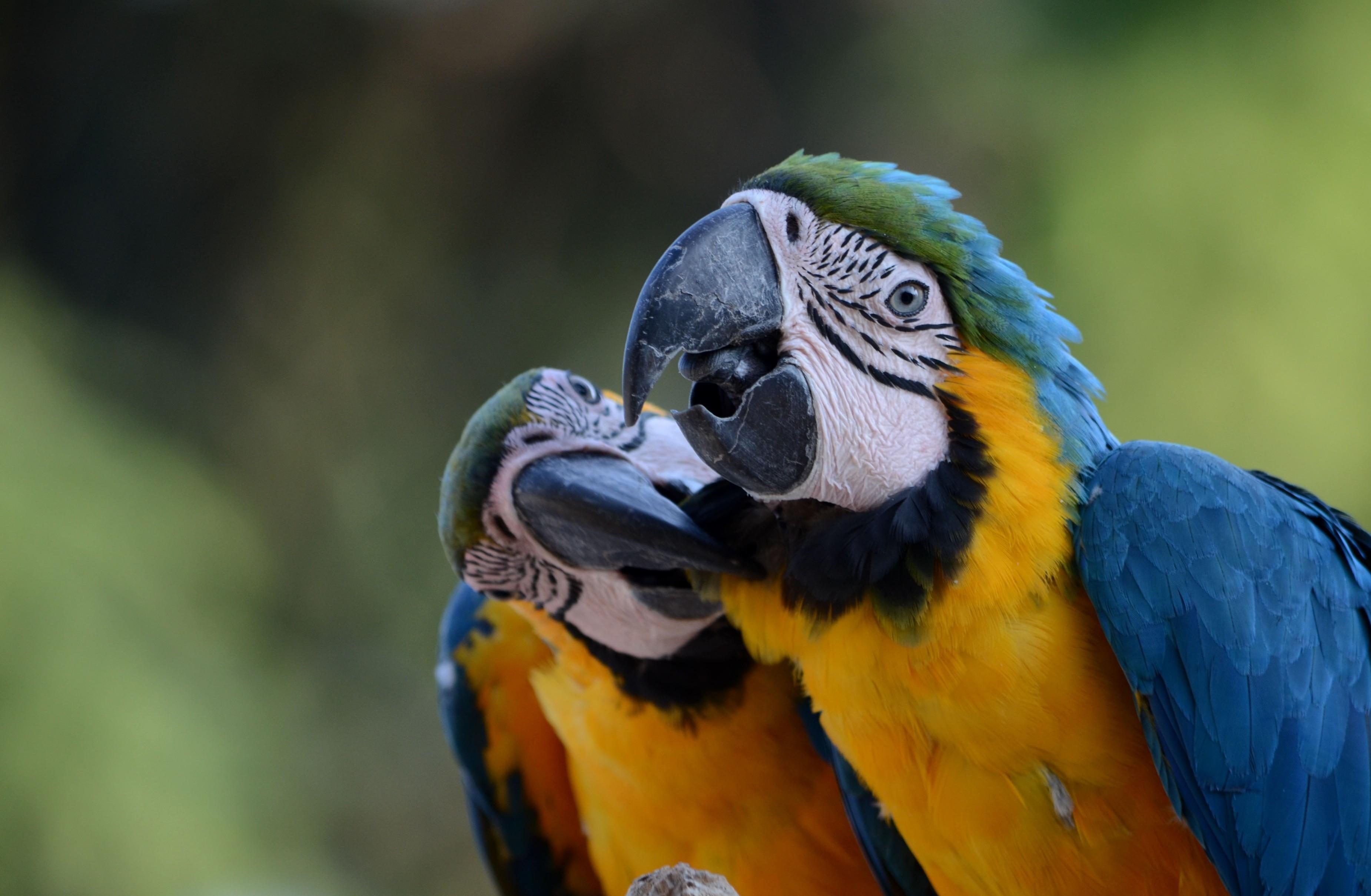 Blue And Yellow Macaw Wallpaper And Background Image
