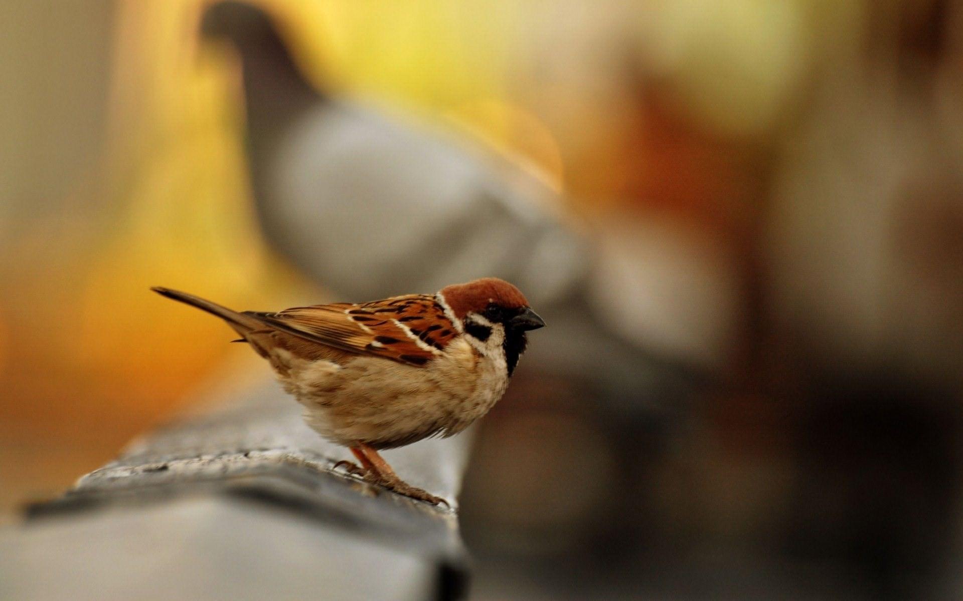 Beautiful Sparrow Bird Seating HD Wallpaper