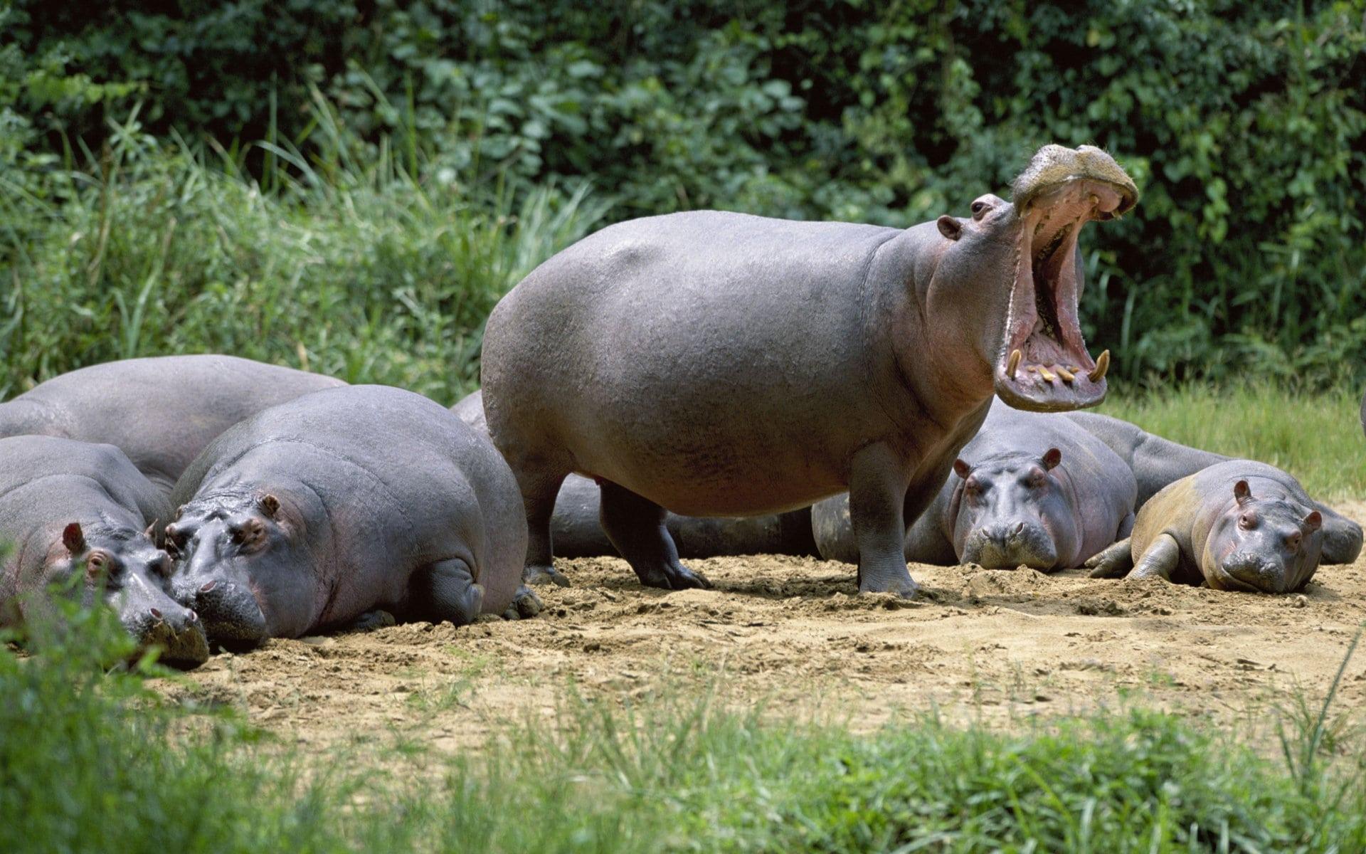Hippopotamus Animals Free Image High Defination Wallpaper