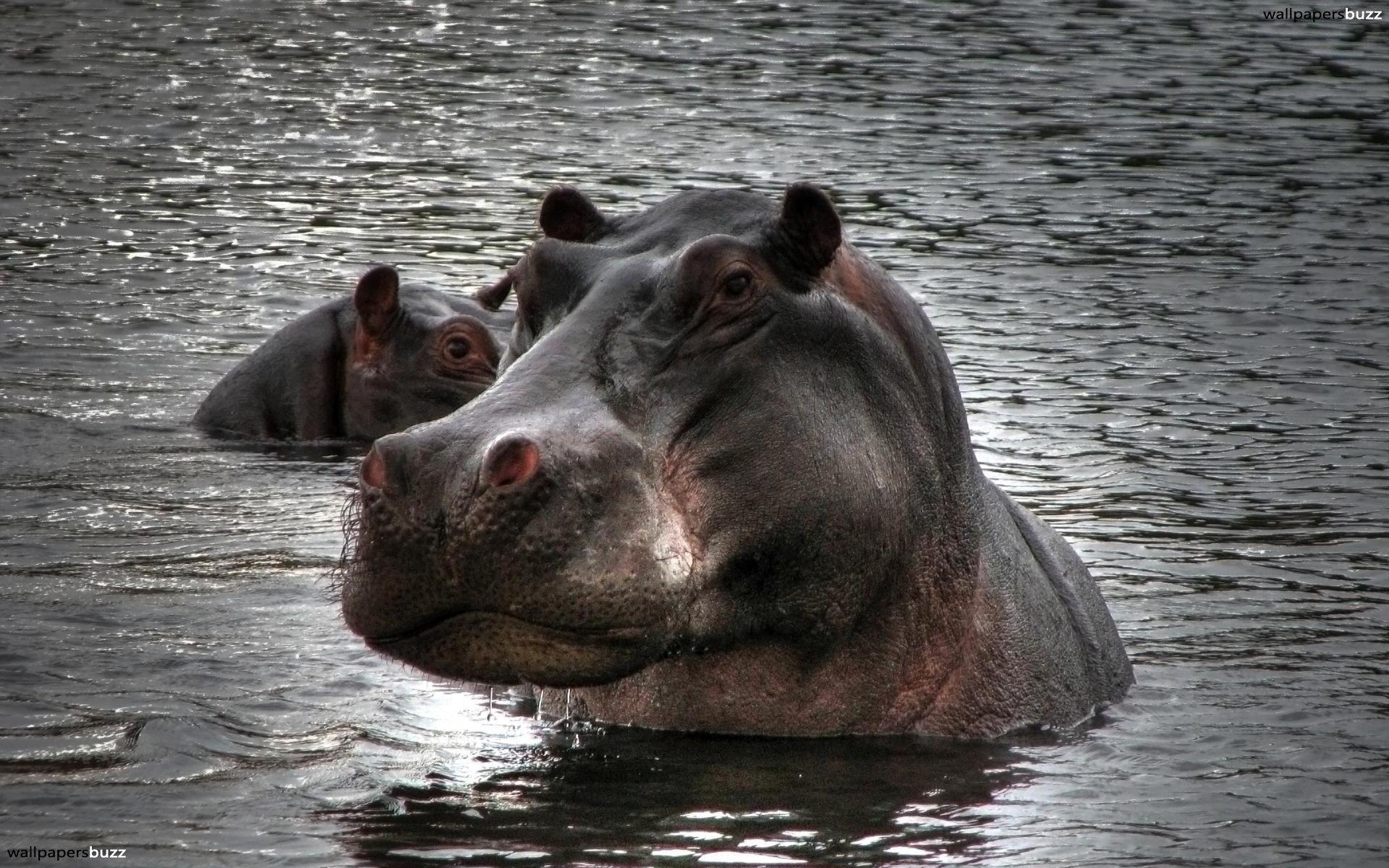 Stroppy hippo HD Wallpaper