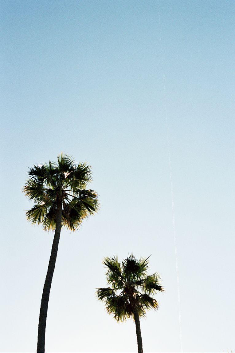 palm trees. Travels. Palm trees