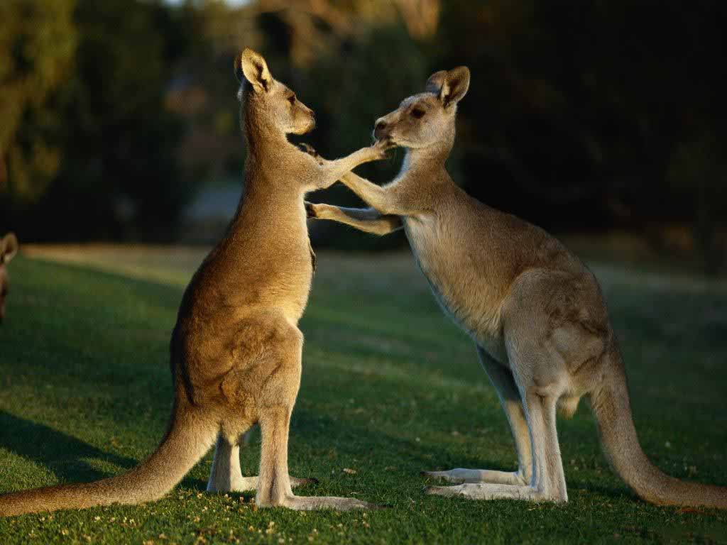 HD Wallpaper: Kangaroo Desktop Wallpaper