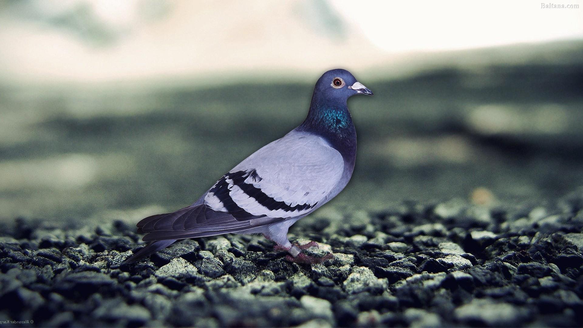 Pigeon Wallpaper HD Background, Image, Pics, Photo Free Download