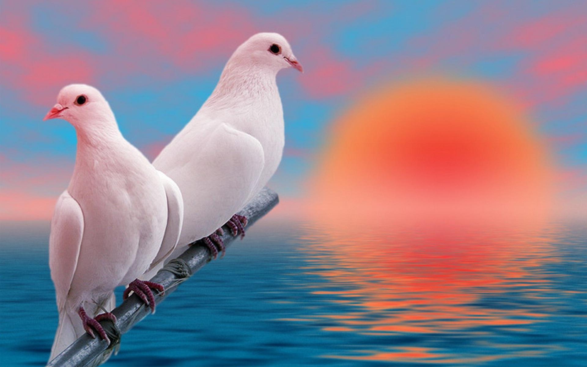 Pigeon Wallpaper Free Download , Download 4K Wallpaper For Free