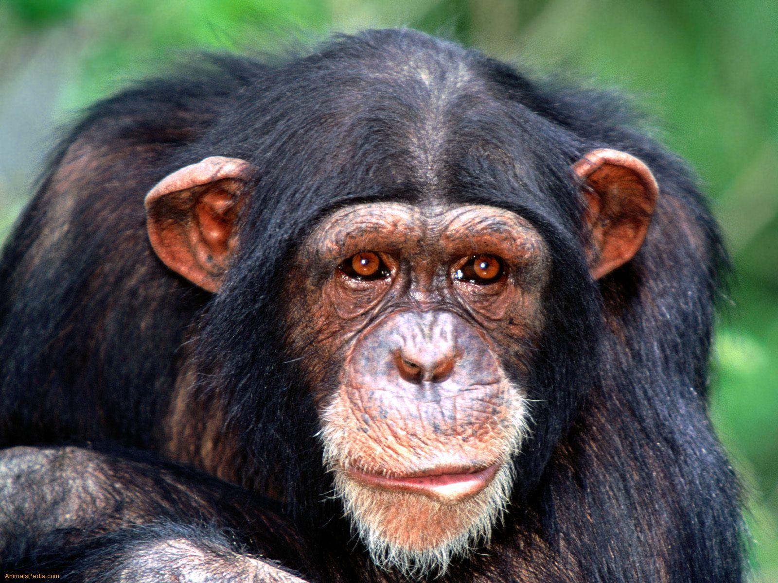 Chimpanzee Wallpaper 12 X 1200