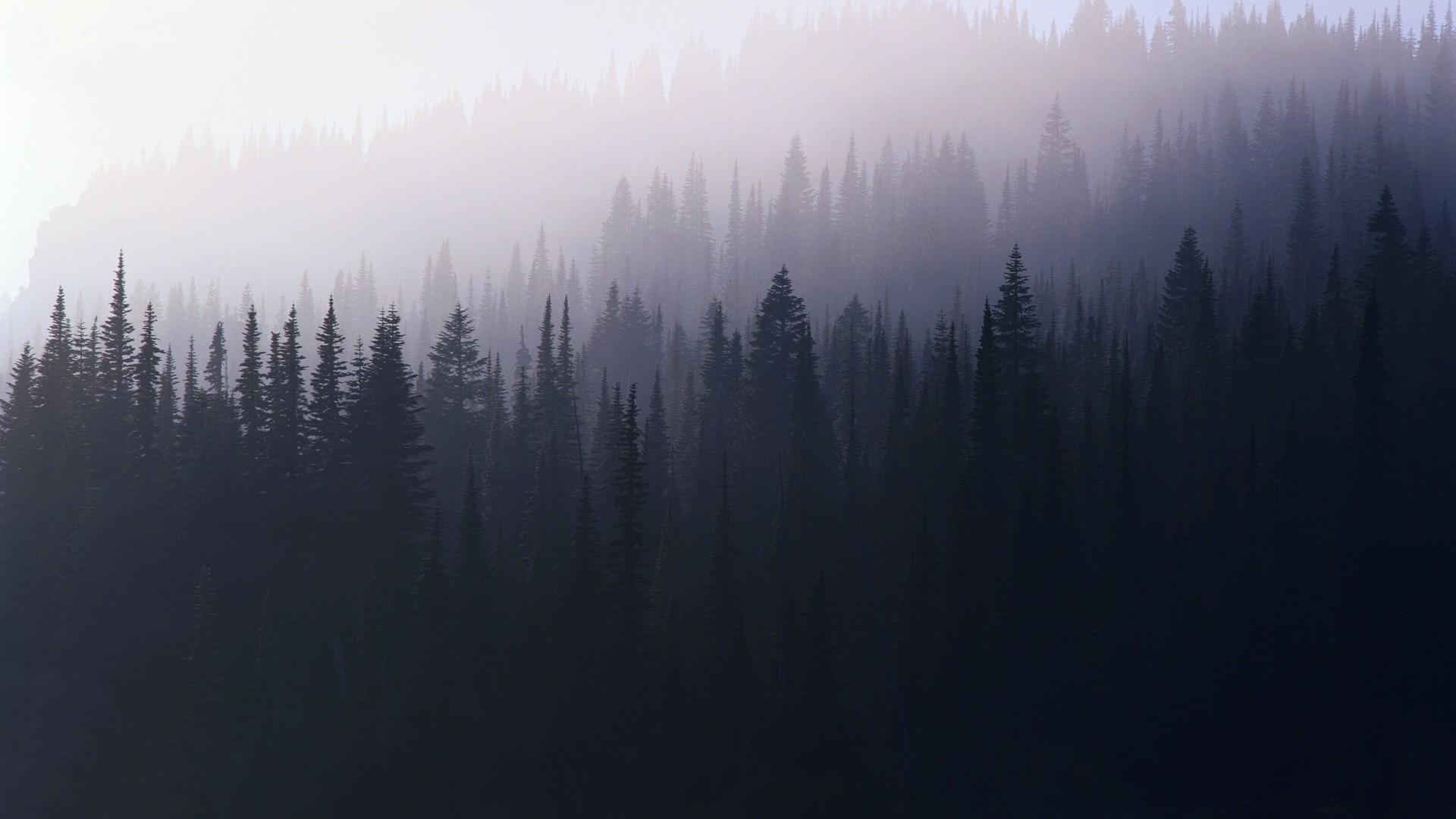 forest, mist wallpaper