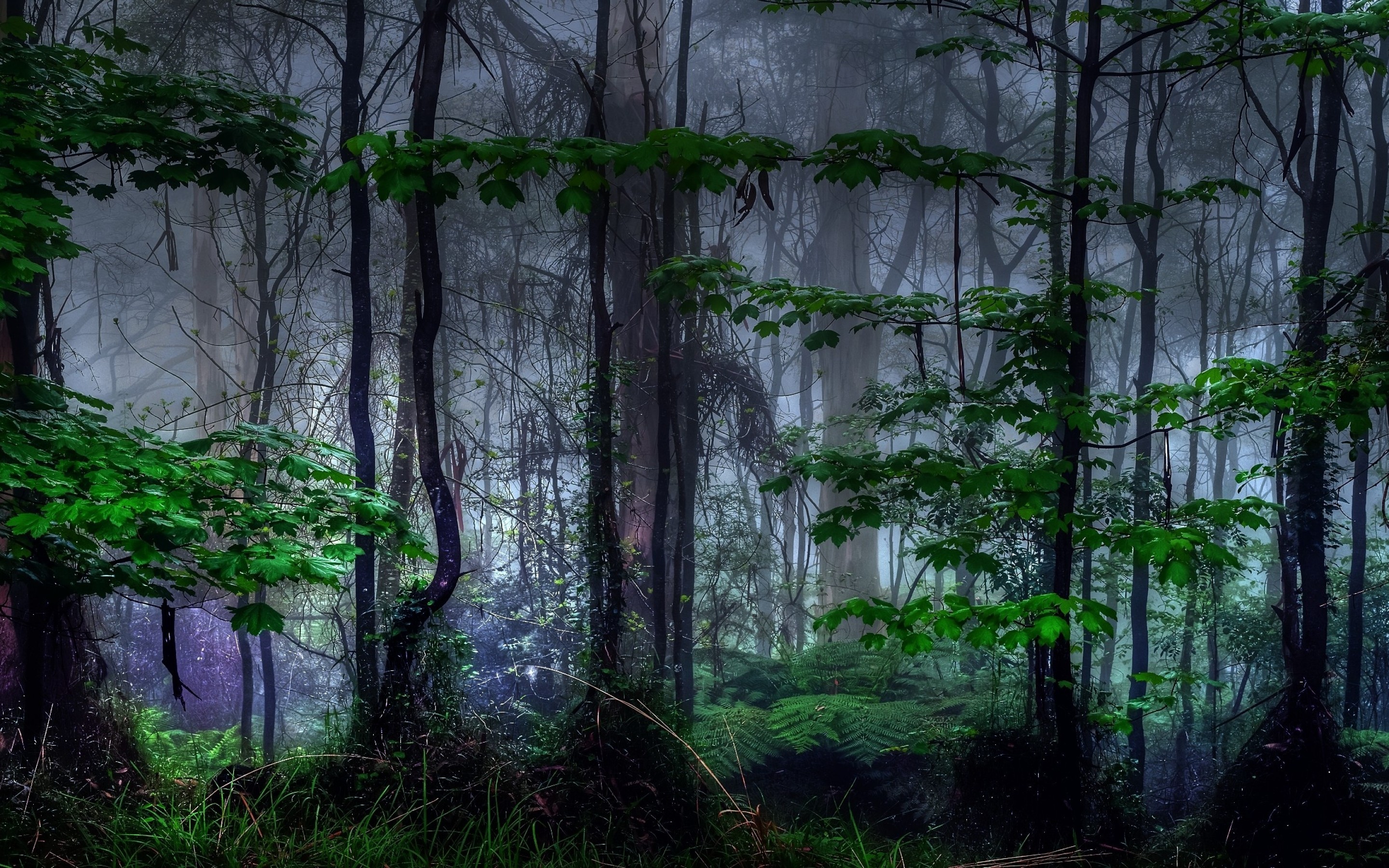 Download 2880x1800 Forest, Dark, Trees, Foliage, Mist Wallpaper