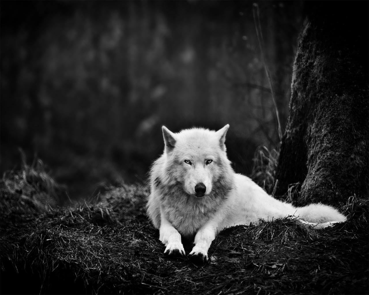 White Wolf in the Wild desktop PC and Mac wallpaper