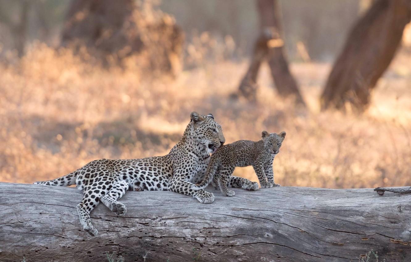 Wallpaper leopard, Africa, log, cub, kitty, bokeh, Zambia, Lower