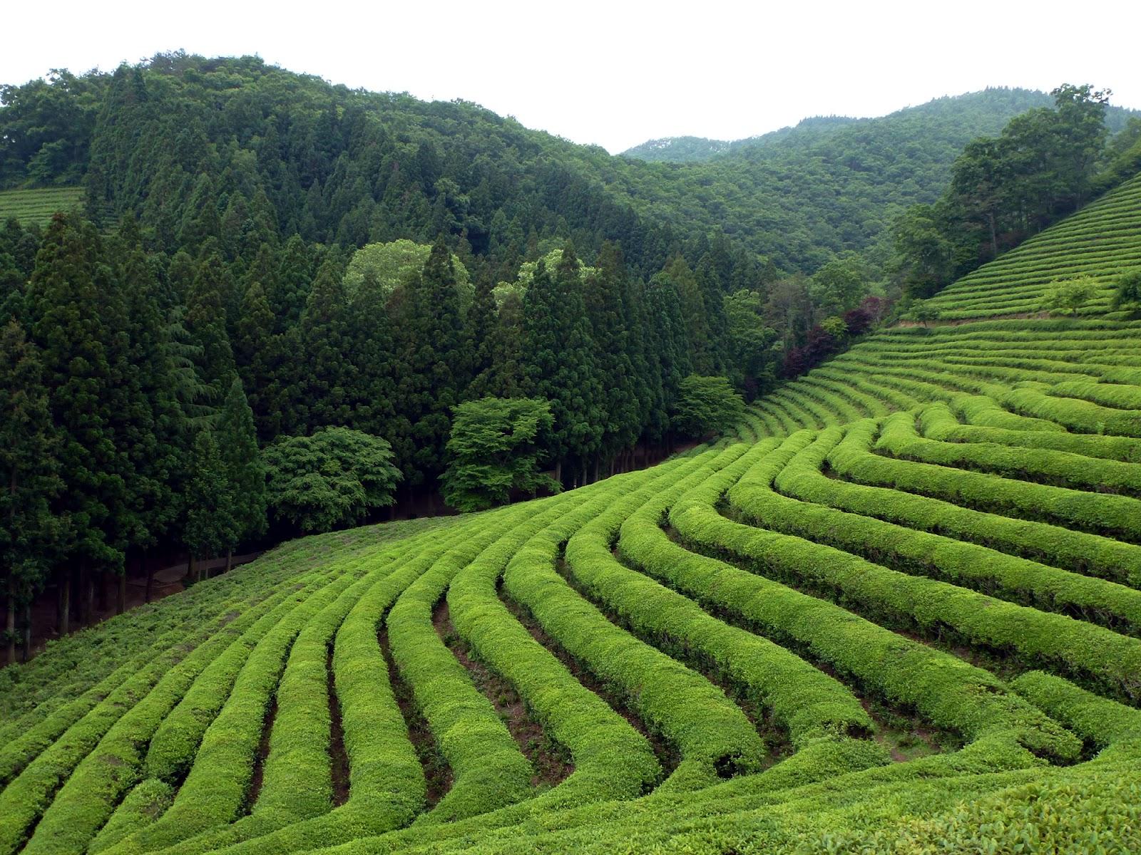 Destination Exploration: The Green Tea Fields of Boseong
